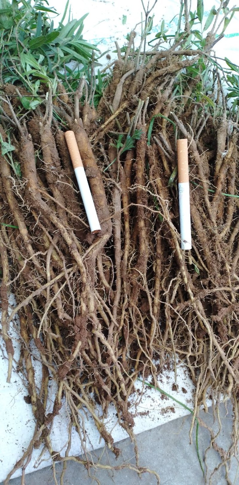 新品种黄芩苗