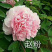 菏泽正品观赏牡丹花苗丛生苗精品色系链接
