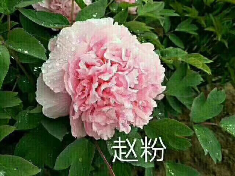 菏泽正品观赏牡丹花苗丛生苗精品色系链接