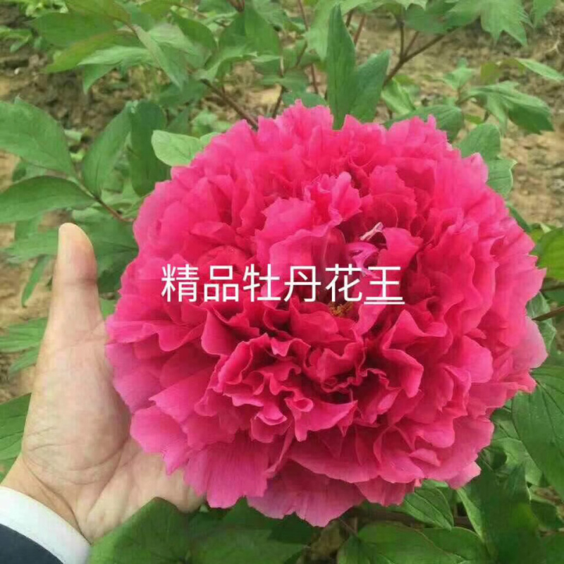 菏泽正品观赏牡丹花苗丛生苗精品色系链接