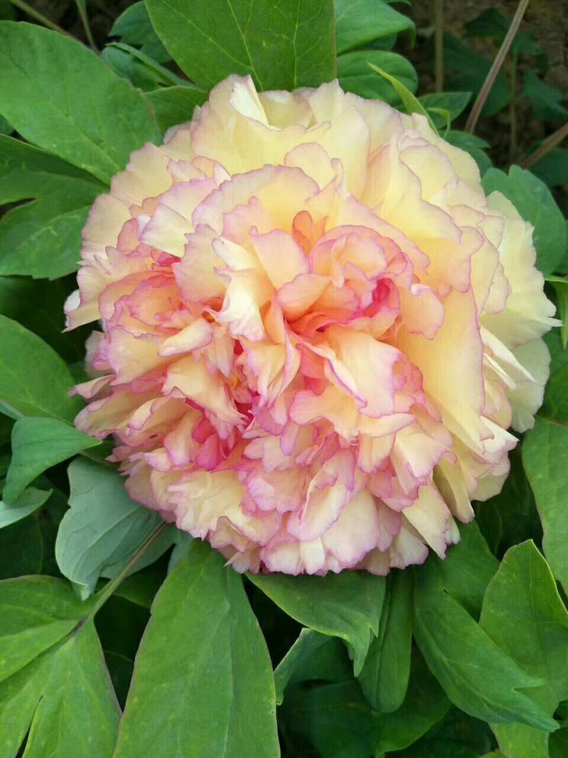 菏泽正品观赏牡丹花苗丛生苗精品色系链接