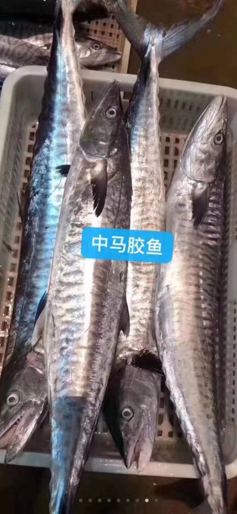本港新鲜马胶鱼、有竹胶、板胶、规格齐全、价格实惠。