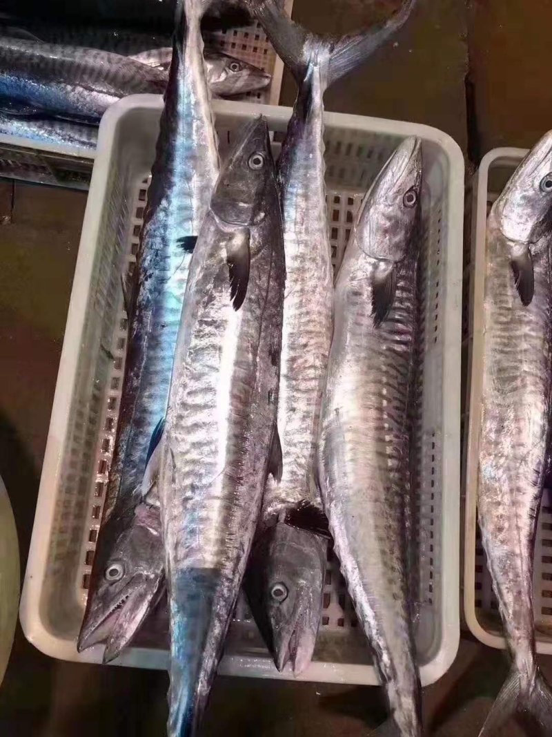 本港新鲜马胶鱼、有竹胶、板胶、规格齐全、价格实惠。