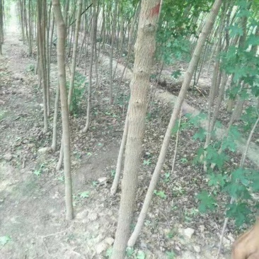 速生白蜡