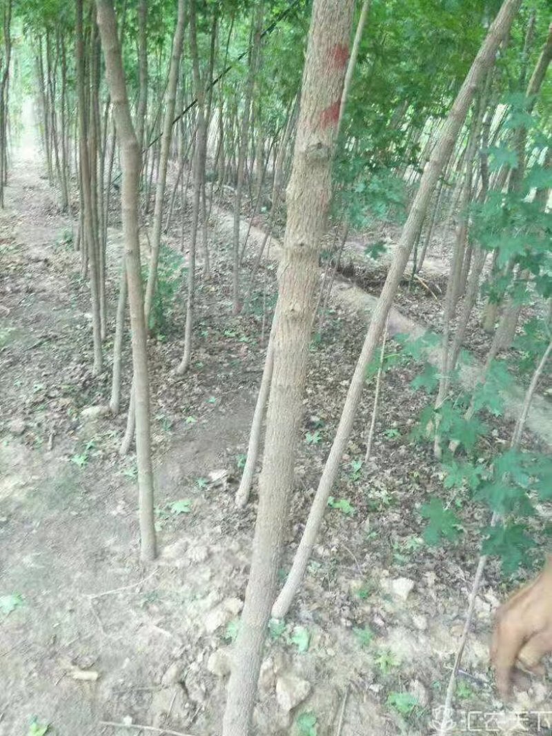 速生白蜡