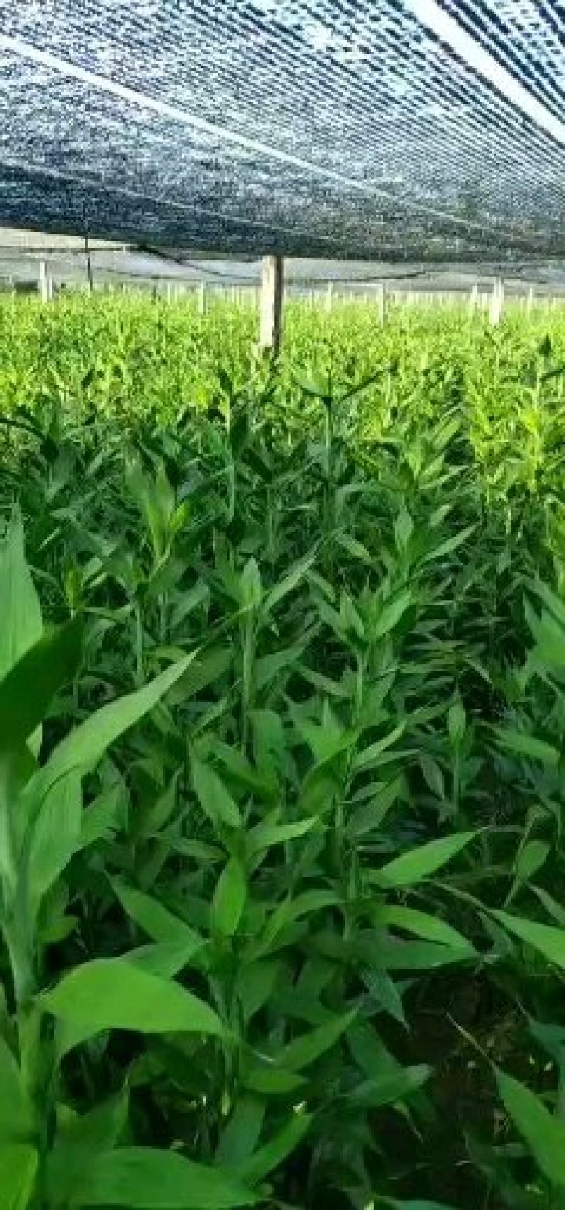 包邮富贵竹中竹海南基地直发全国，货源充足，欢迎电联下单