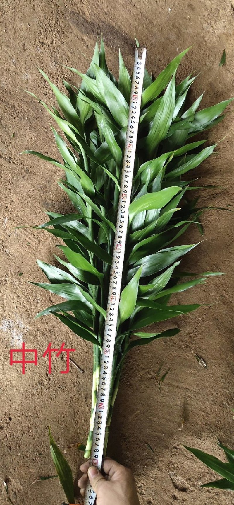 包邮富贵竹中竹海南基地直发全国，货源充足，欢迎电联下单