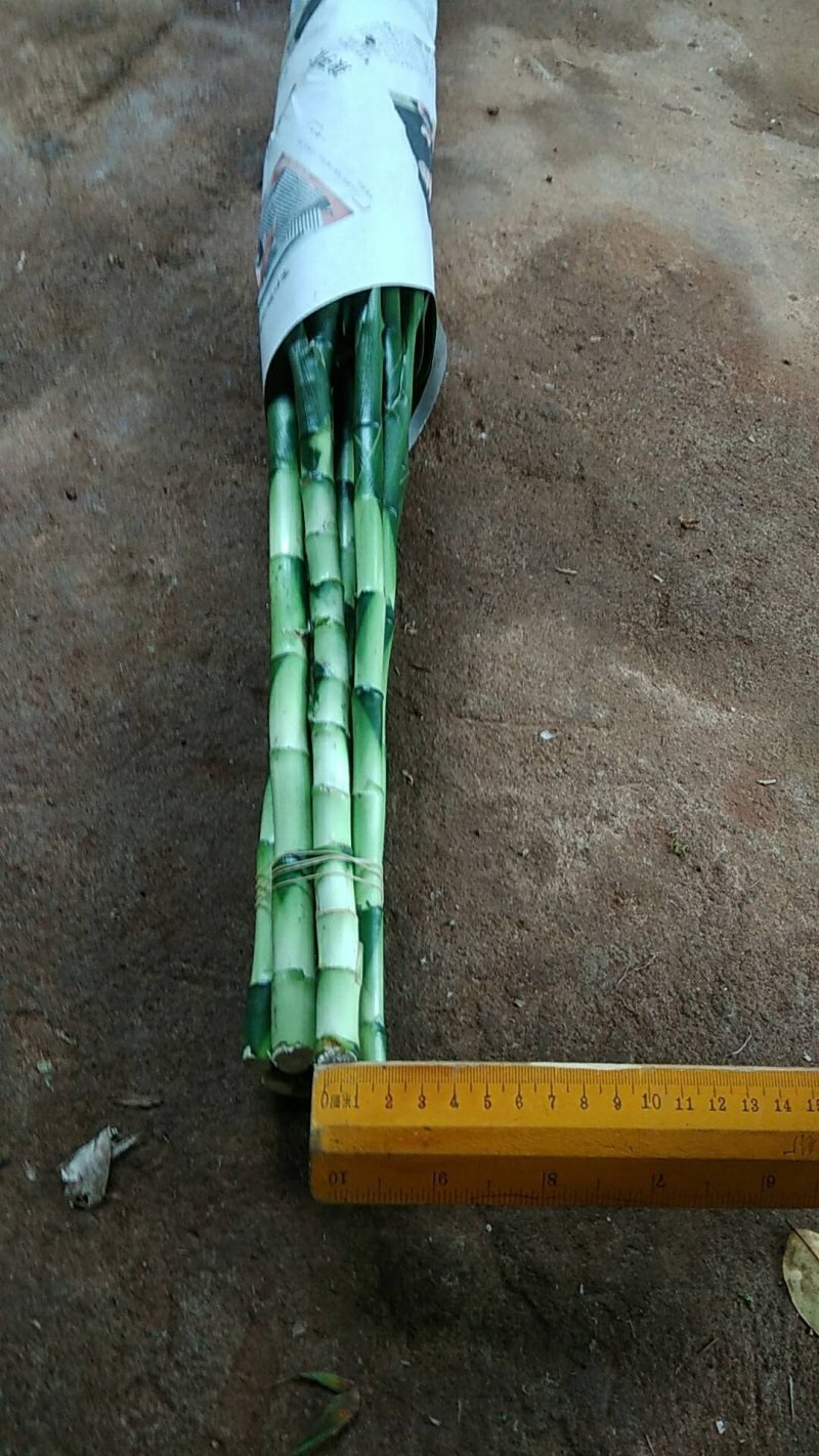 包邮富贵竹中竹海南基地直发全国，货源充足，欢迎电联下单