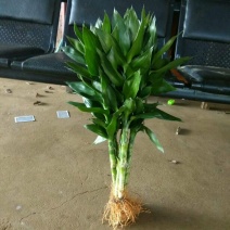有好货海南富贵竹观音竹莲花竹基地直发全国一件代发支持混批