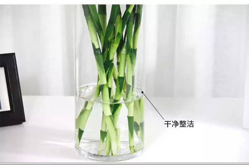 包邮富贵竹海南富贵竹基地直批全国富贵竹大中小一件代发