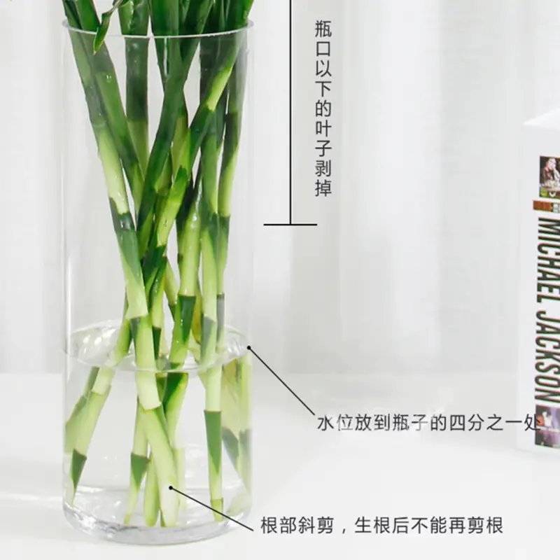 包邮富贵竹海南富贵竹基地直批全国富贵竹大中小一件代发