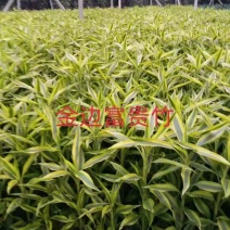 富贵竹金边竹海南基地直发