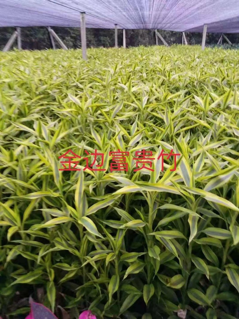 富贵竹金边竹海南基地直发