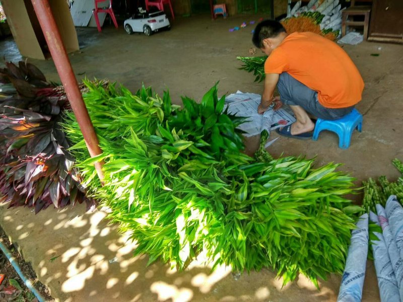 富贵竹金边竹海南基地直发