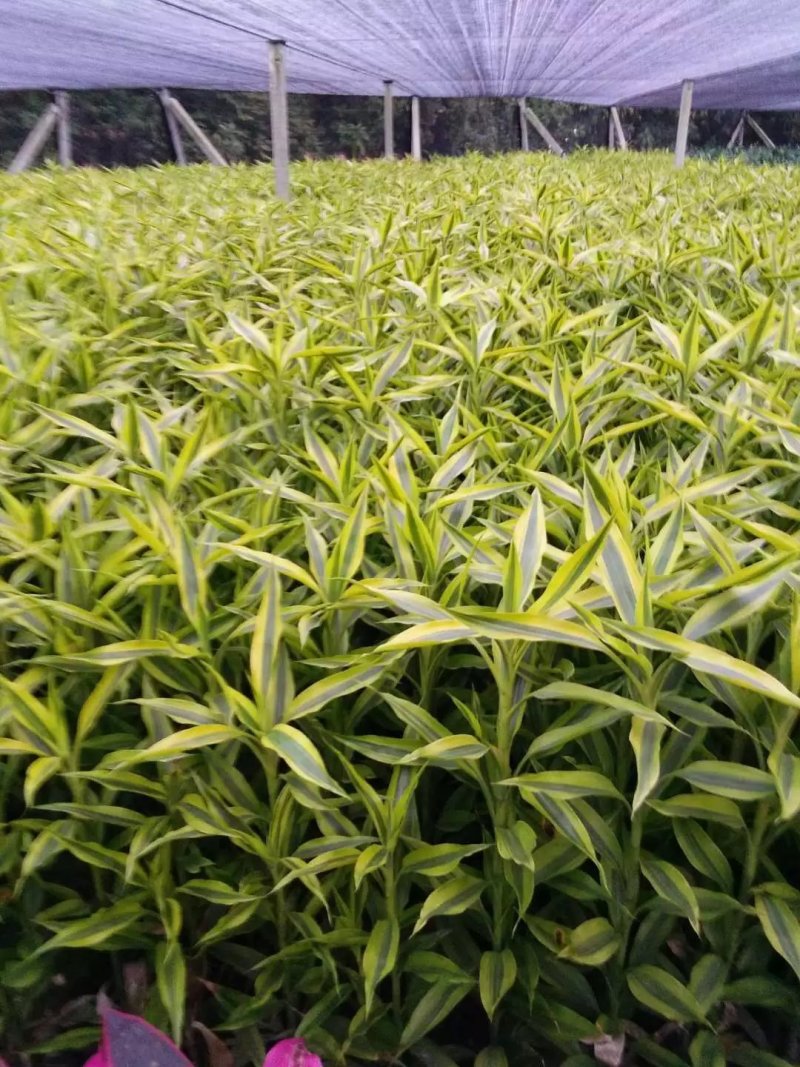 富贵竹金边竹海南基地直发