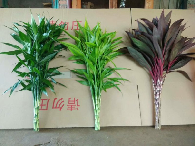 富贵竹金边竹海南基地直发