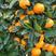 【特早柑桔】湖北特早蜜橘果园直供皮薄多汁可视频看货