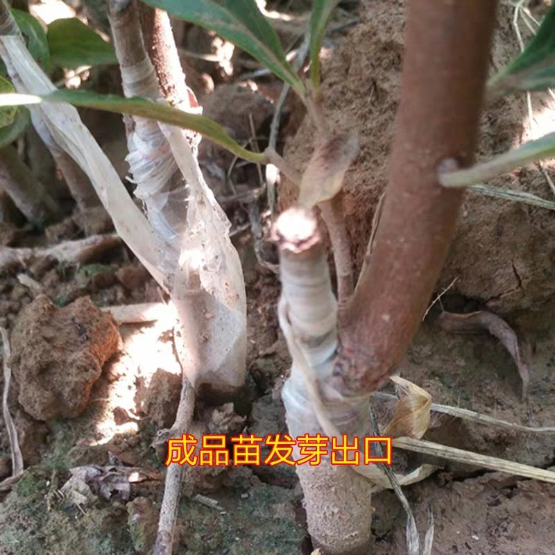 日本无核柿子苗不用暖即食果脆香甜品种齐全