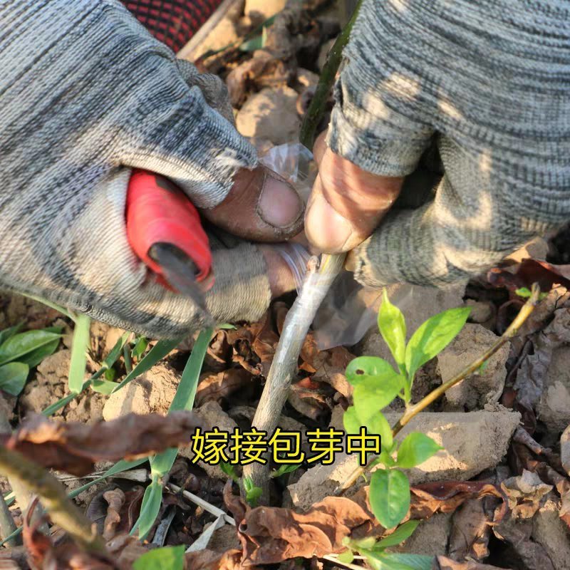 日本无核柿子苗不用暖即食果脆香甜品种齐全