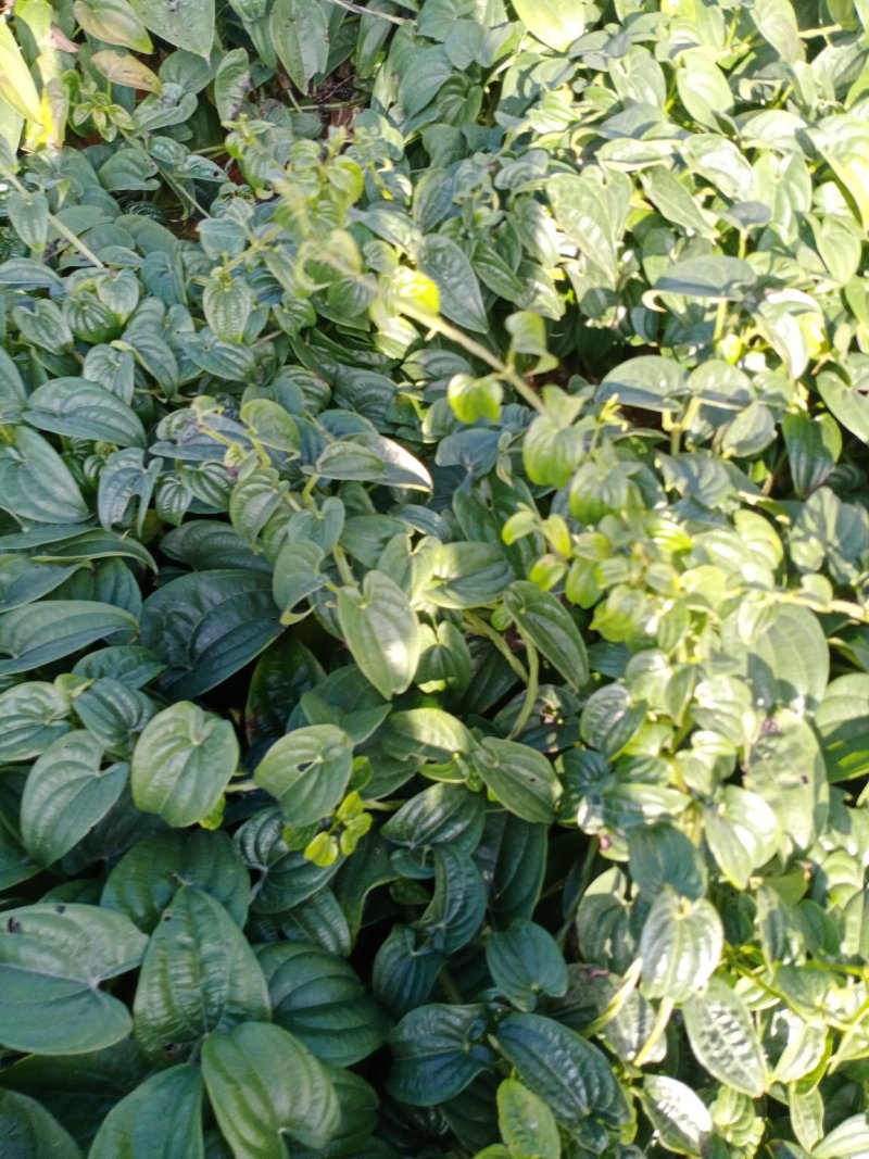 云南山药产地现货量大价格可优惠