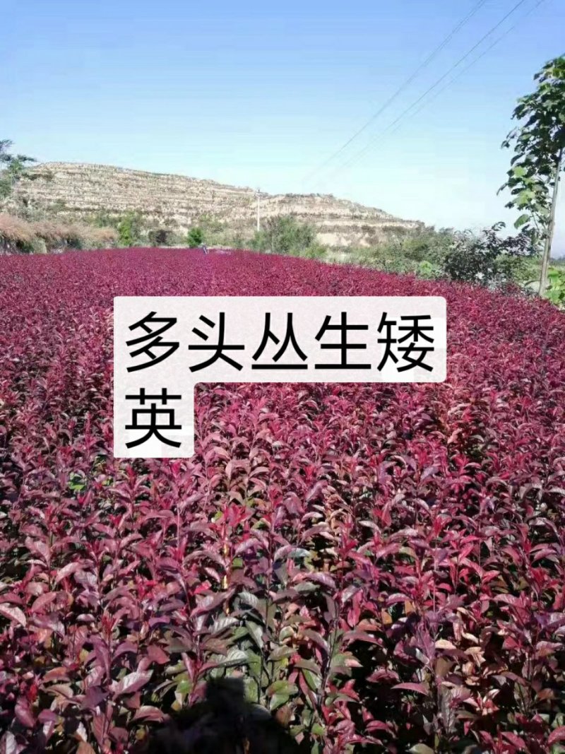 矮英