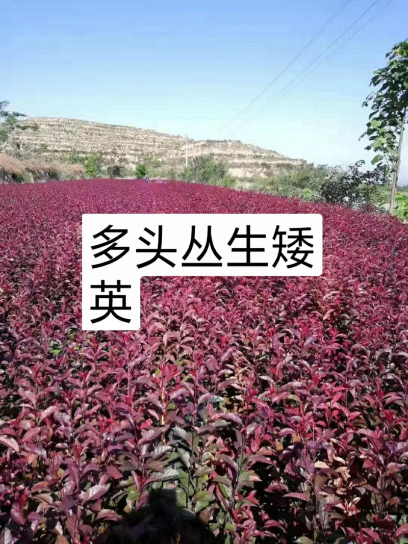 矮英