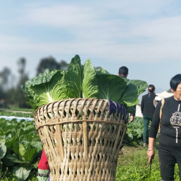 彭州大白菜上千亩大量上市价格合适，质量保证信誉第一保质保