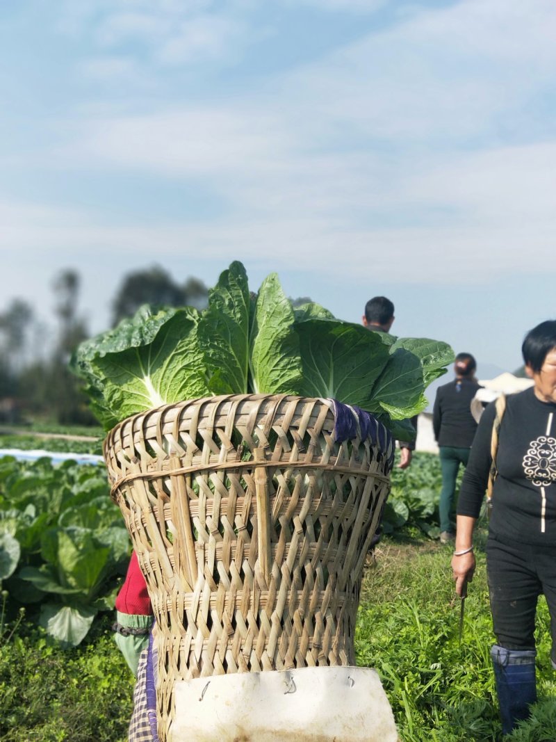 彭州大白菜上千亩大量上市价格合适，质量保证信誉第一保质保
