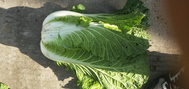 彭州大白菜上千亩大量上市价格合适，质量保证信誉第一保质保