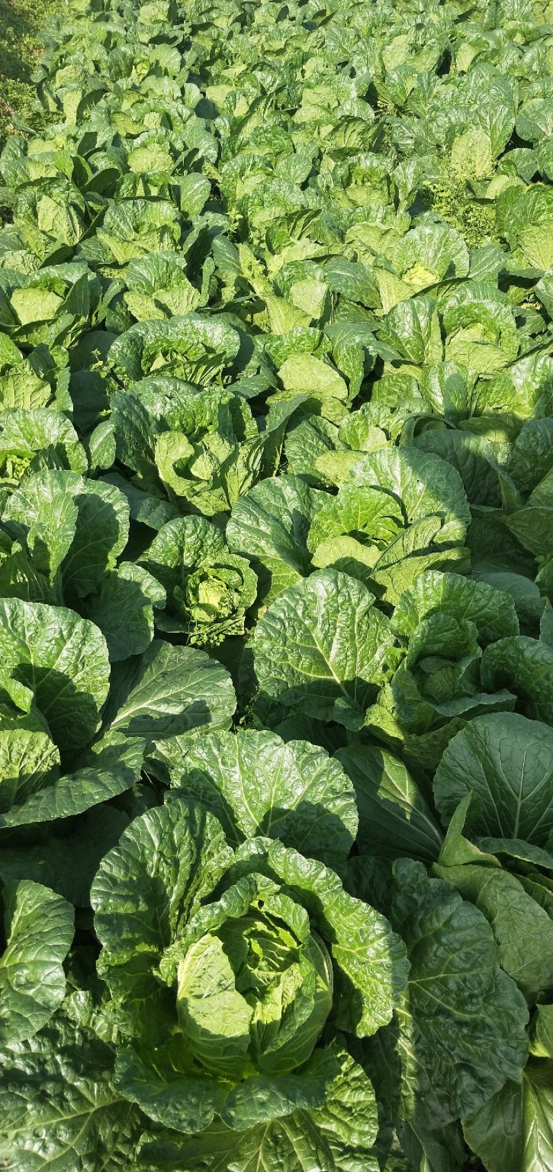 彭州大白菜上千亩大量上市价格合适，质量保证信誉第一保质保