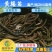 【产地直销】黄鳝苗黄鳝鱼苗花苗鳝淡水养殖优质高产