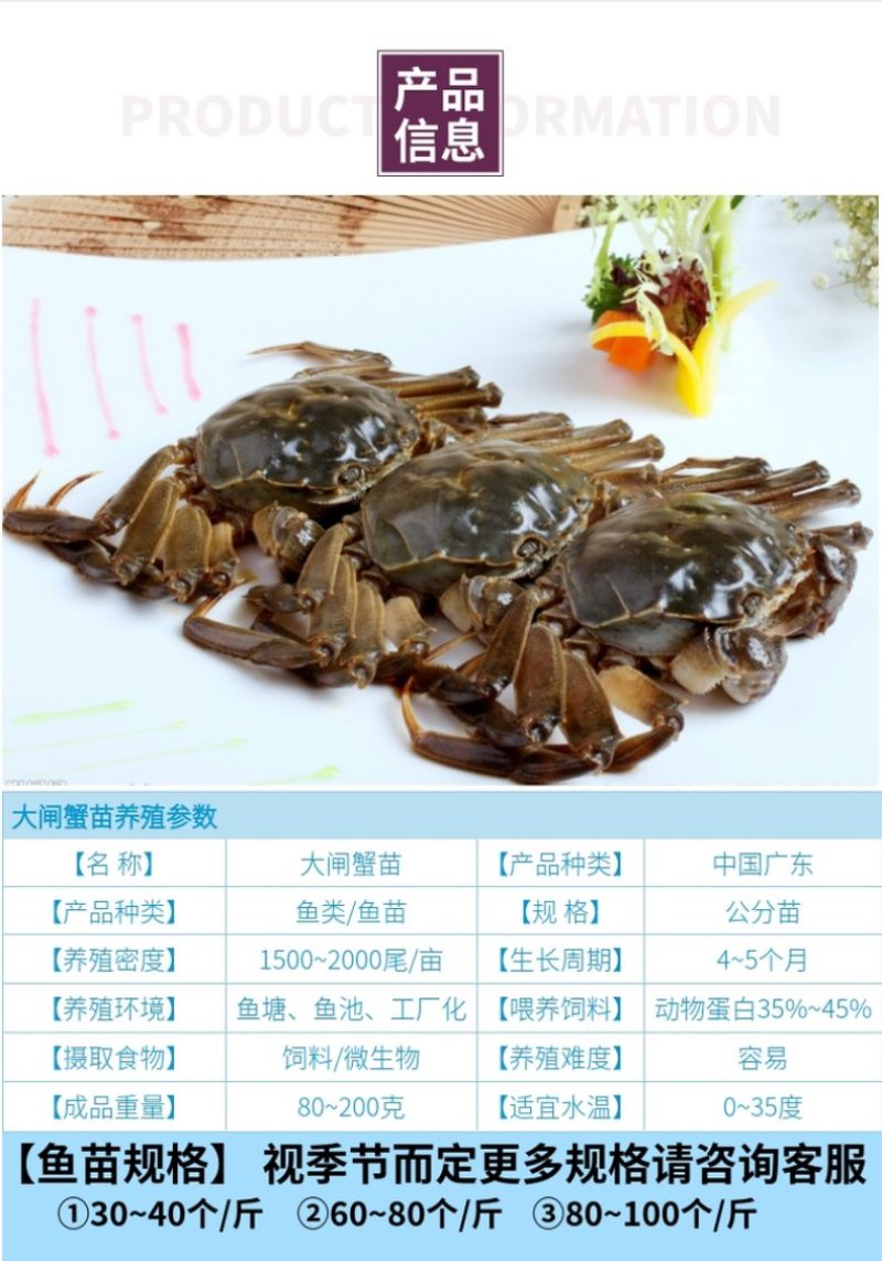 【厂家直销】优质大闸蟹苗中华绒螯蟹苗淡水养殖