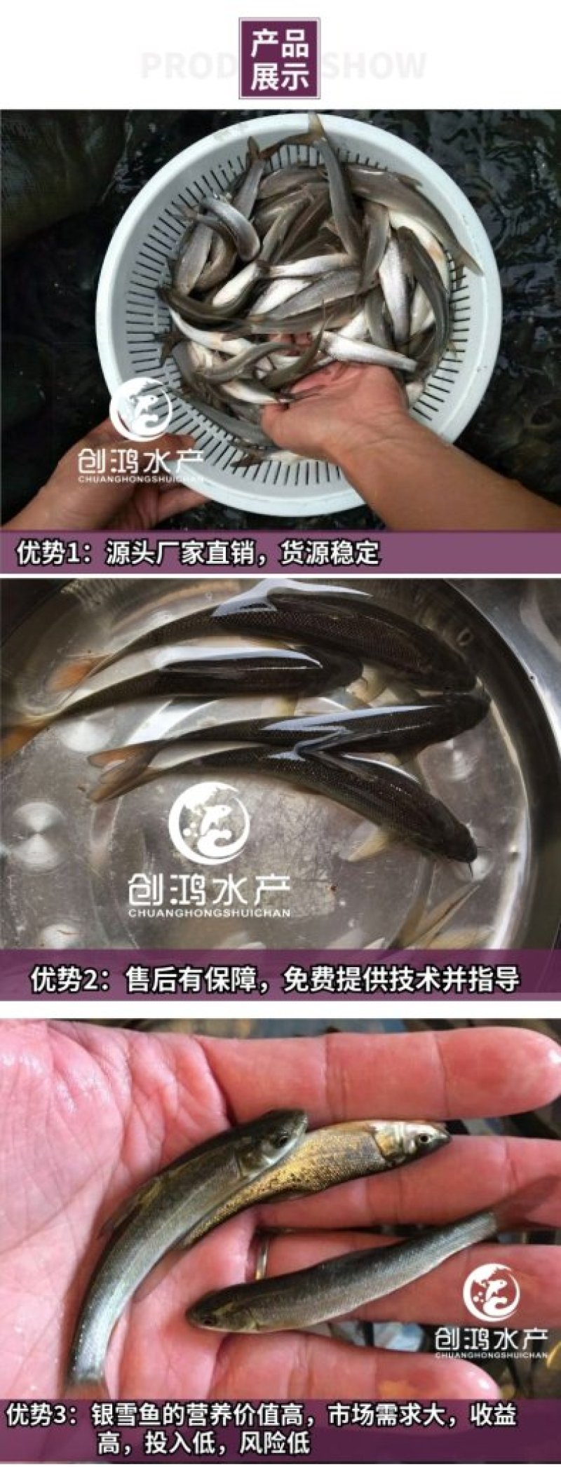 【淡水养殖】银鳕鱼苗大鳞鲃鱼苗优质高产杂食性鱼苗