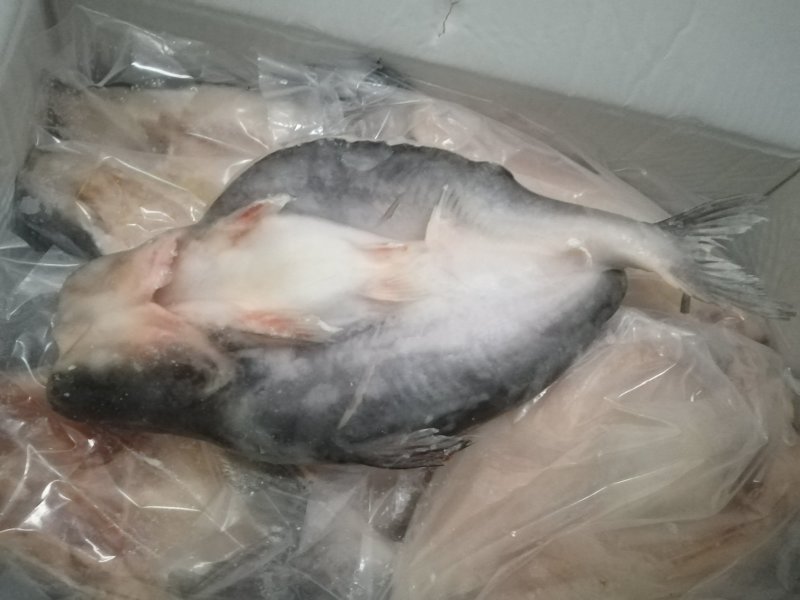 开背巴沙鱼