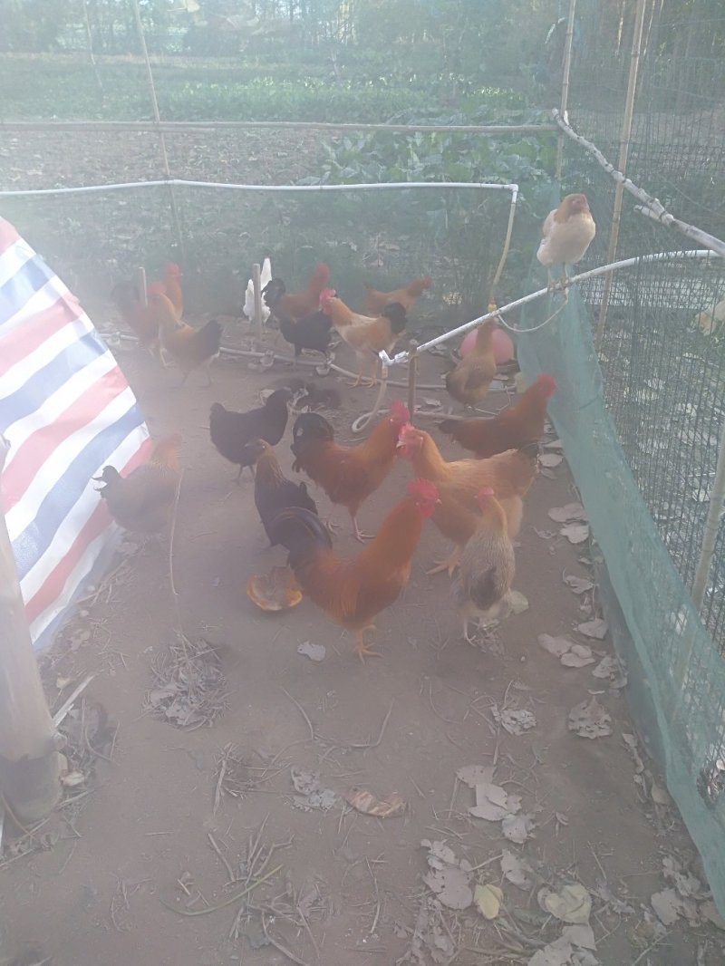 禽畜牧蛋肉