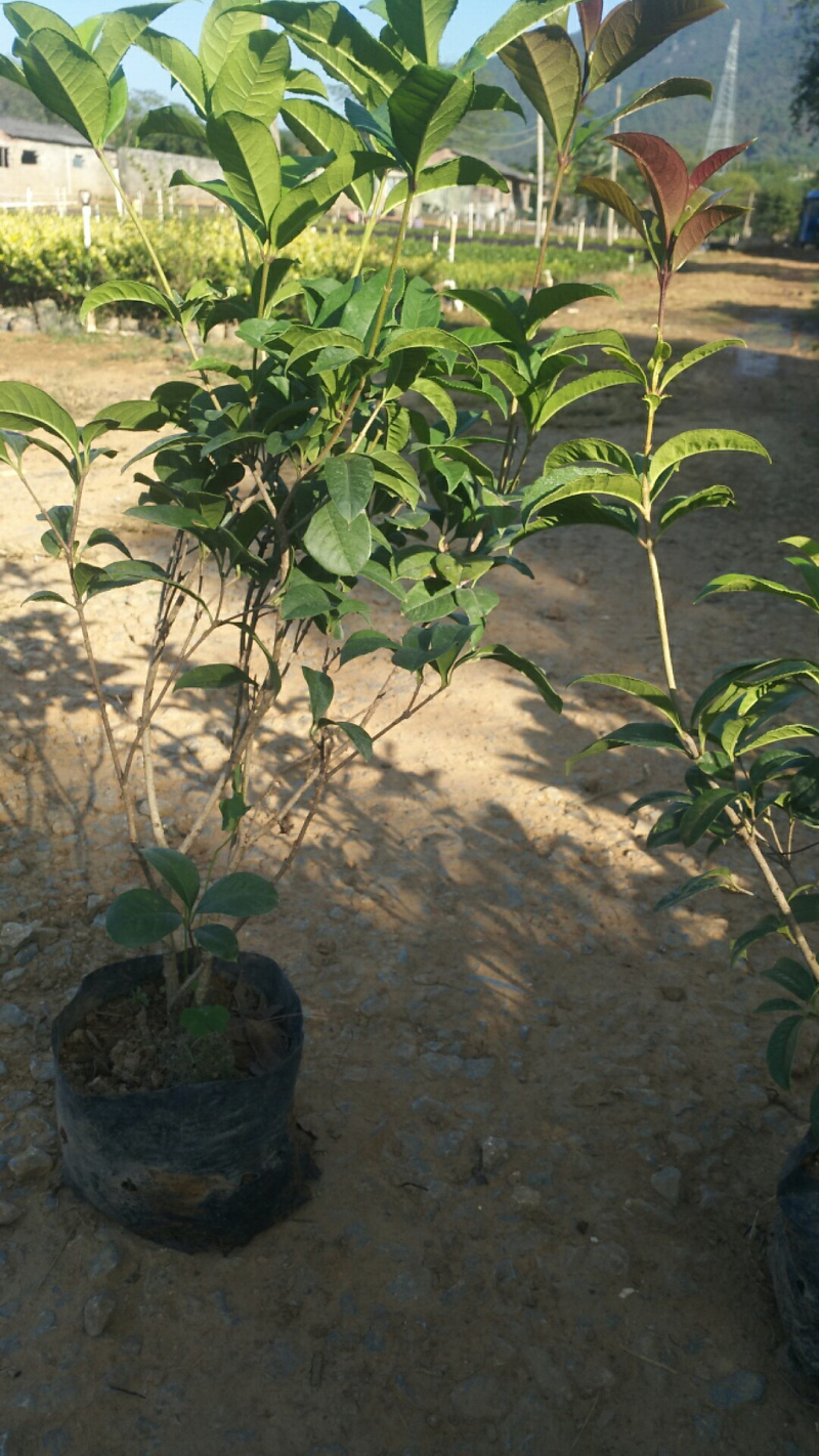 四季桂杯苗袋苗球，大量供应具体需要请面议详谈