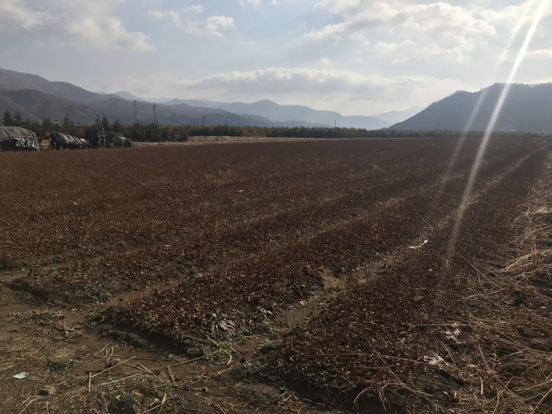 【精品】五味子当年苗，辽宁本溪桓仁县贵龙苗圃直售，量大！