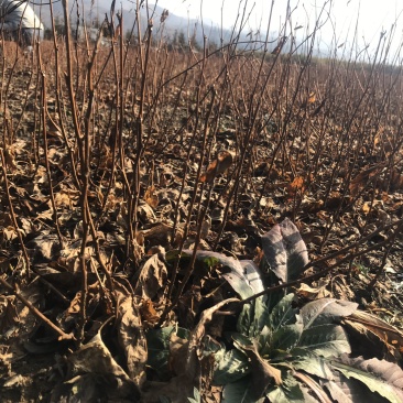 【精品】五味子当年苗，辽宁本溪桓仁县贵龙苗圃直售，量大！