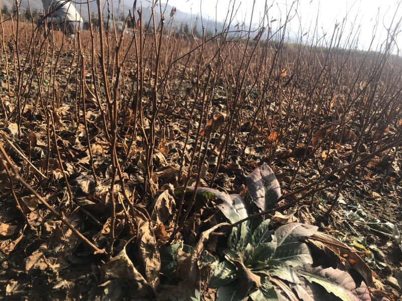 【精品】五味子当年苗，辽宁本溪桓仁县贵龙苗圃直售，量大！