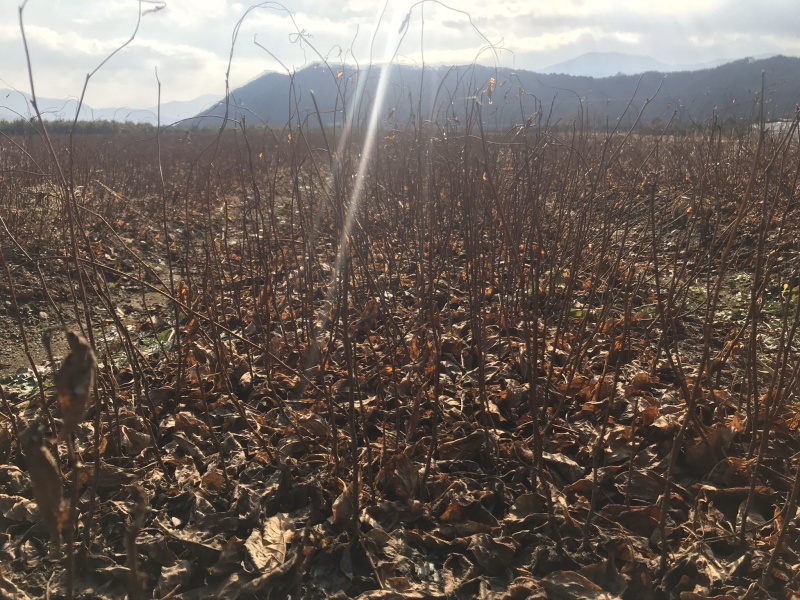 【精品】五味子当年苗，辽宁本溪桓仁县贵龙苗圃直售，量大！