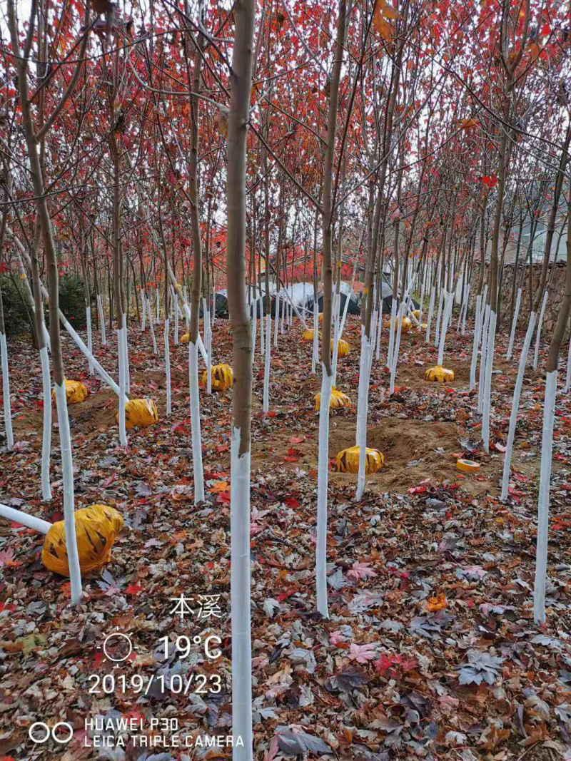 【精品】秋火焰红枫，辽宁本溪桓仁县贵龙苗圃直售，量大从优