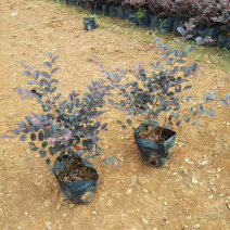 红继木杯苗30×30大量供应具体需要请联系详谈价格