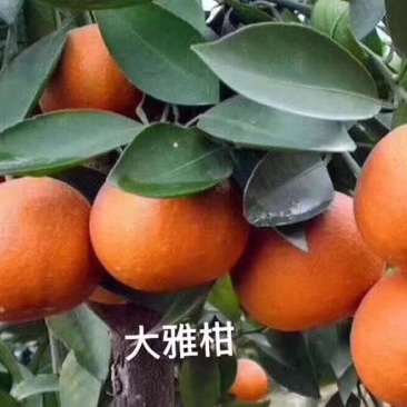 大雅1号柑橘苗。柑橘苗批发，四川柑橘苗。