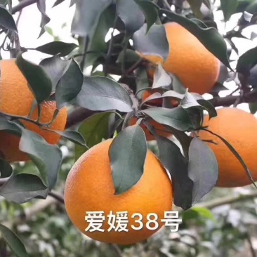 爱媛38柑橘苗，红美人柑橘苗，爱媛38柑橘苗批发。
