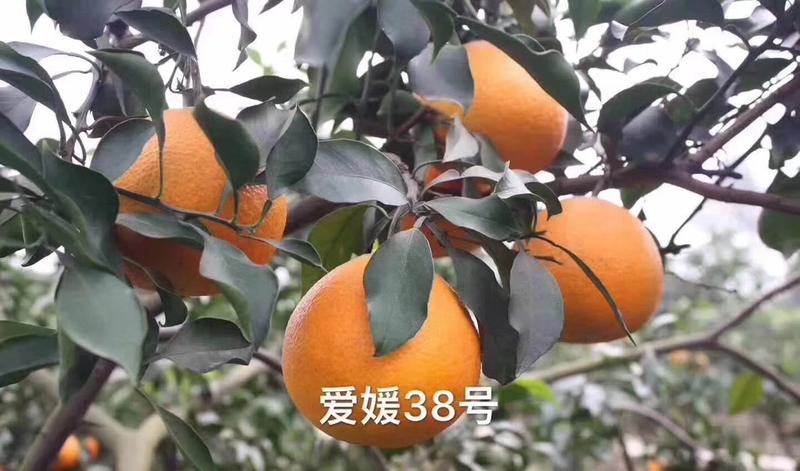 爱媛38柑橘苗，红美人柑橘苗，爱媛38柑橘苗批发。