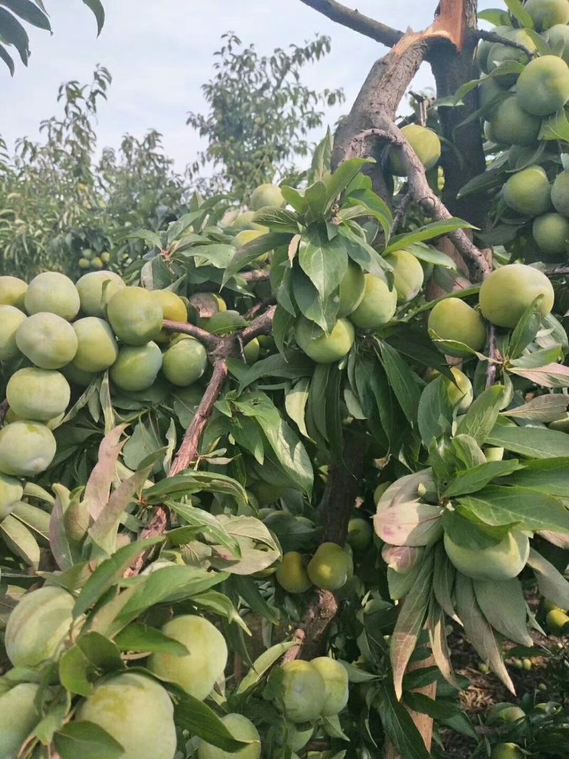 香脆李子苗，四川李子苗，脱骨李子苗。