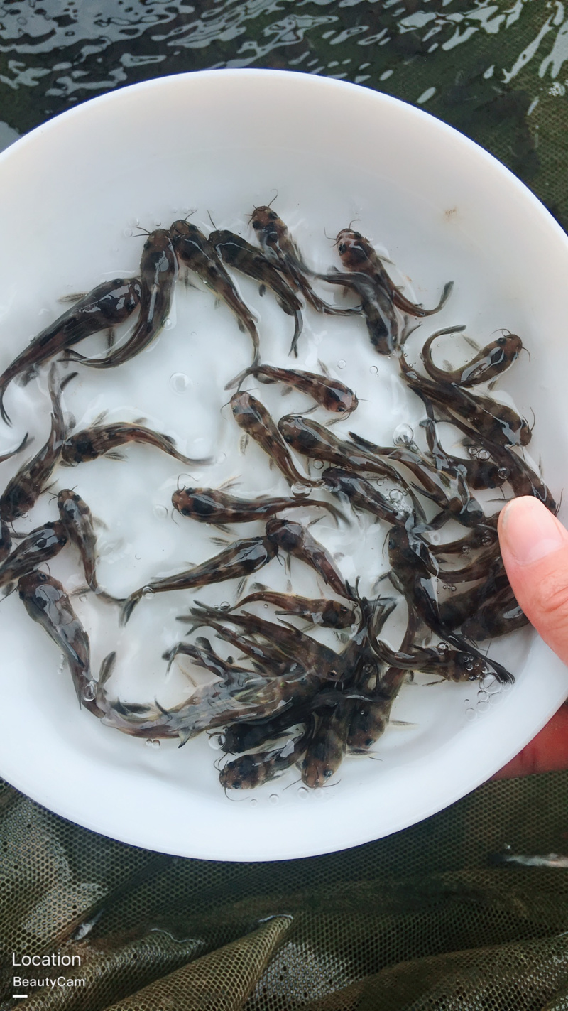 黄鱼鱼苗黄颡鱼苗黄辣丁鱼苗黄丫头鱼苗昂公昂刺鱼苗