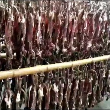 水貂