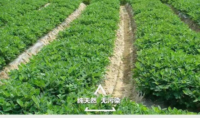 瑶家花生油