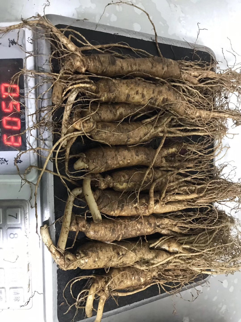 长白山新鲜人参500g顺丰空运包邮